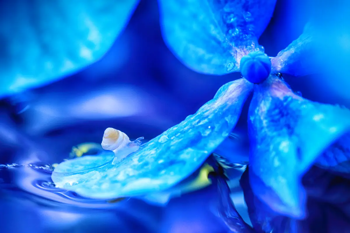 Habundia Flower Essences