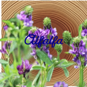 Flower Essence | Alfalfa