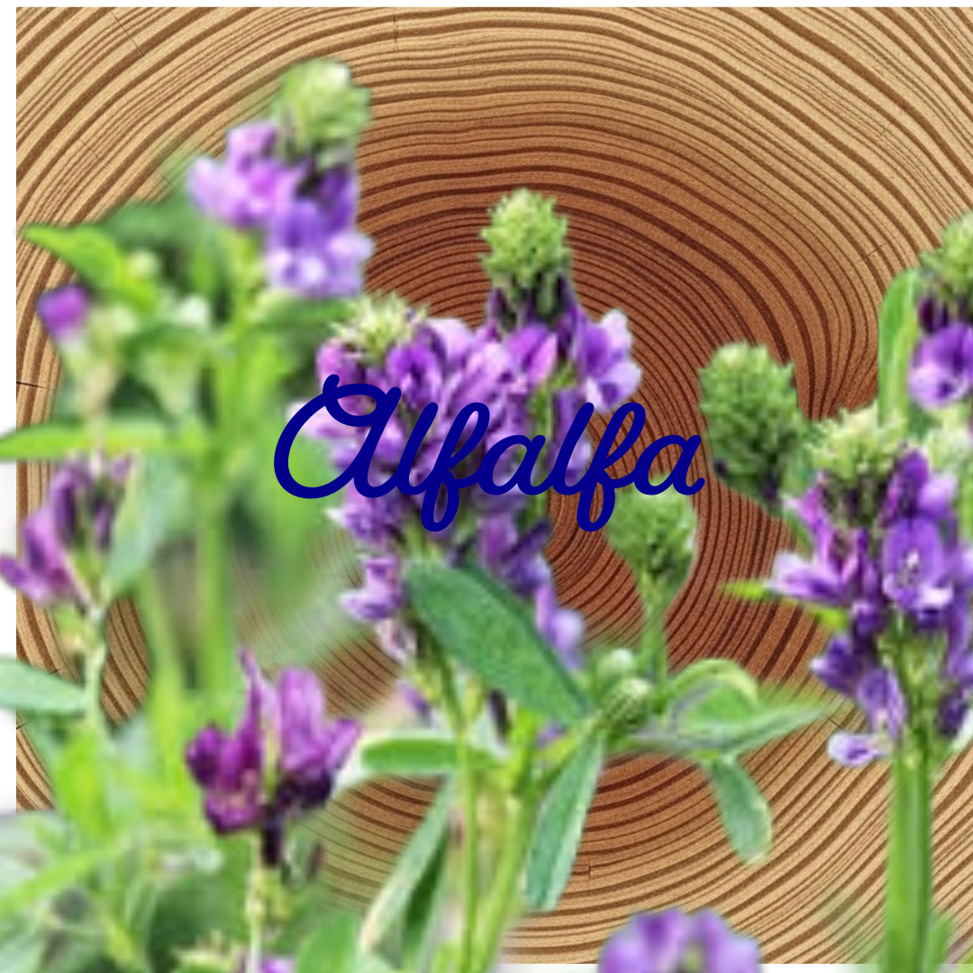 Flower Essence | Alfalfa