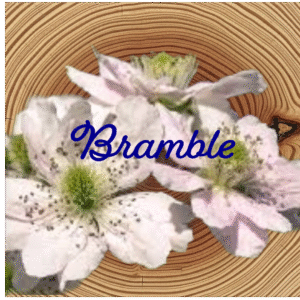 Flower Essence | Bramble