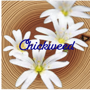 Flower Essence | Chickweed