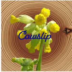 Flower Essences | Cowslip