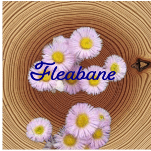Flower Essence | Fleabane