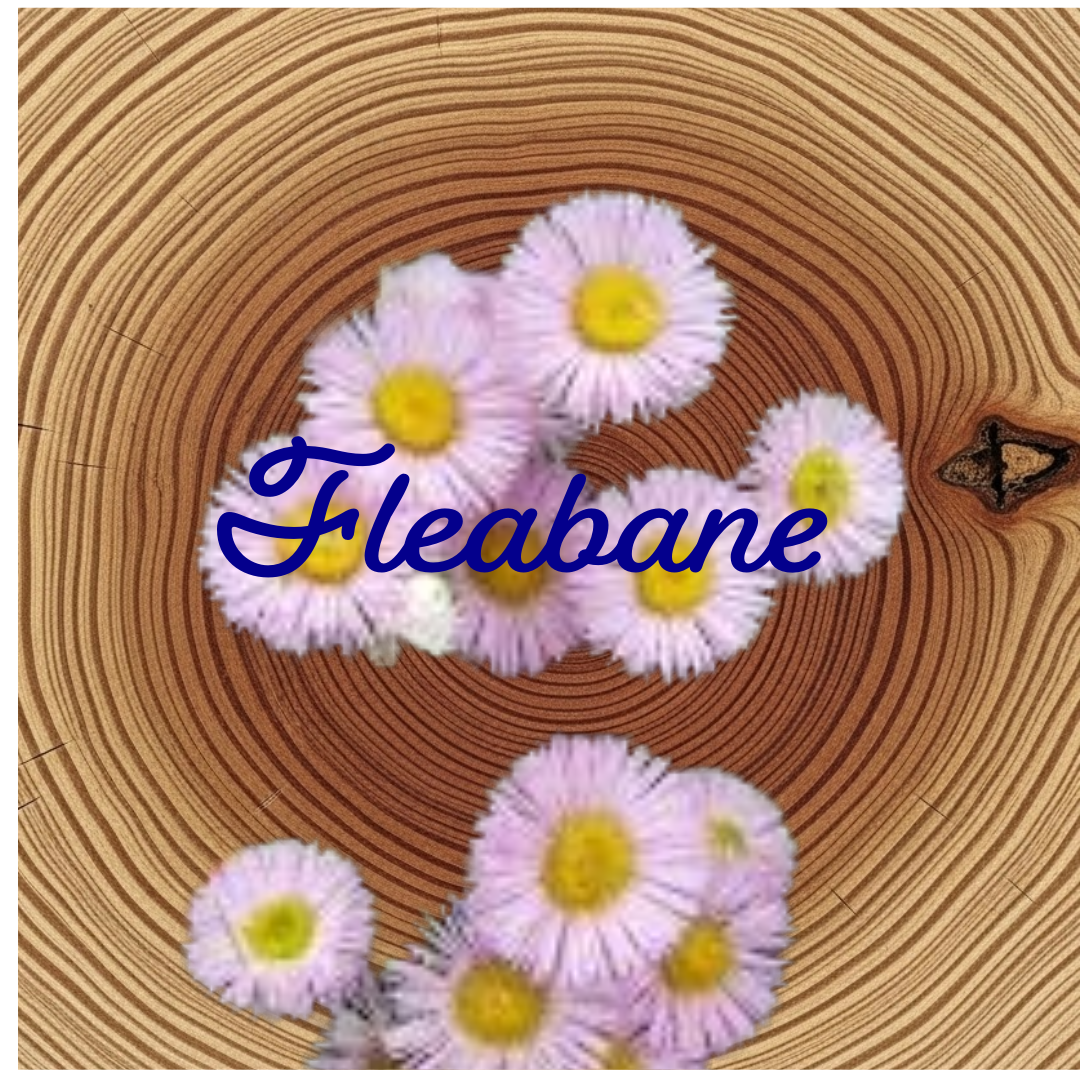 Flower Essence | Fleabane