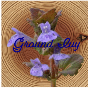 Flower essence | Ground Ivy