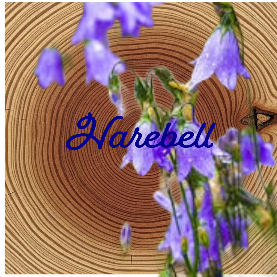 Flower Essence | Harebell