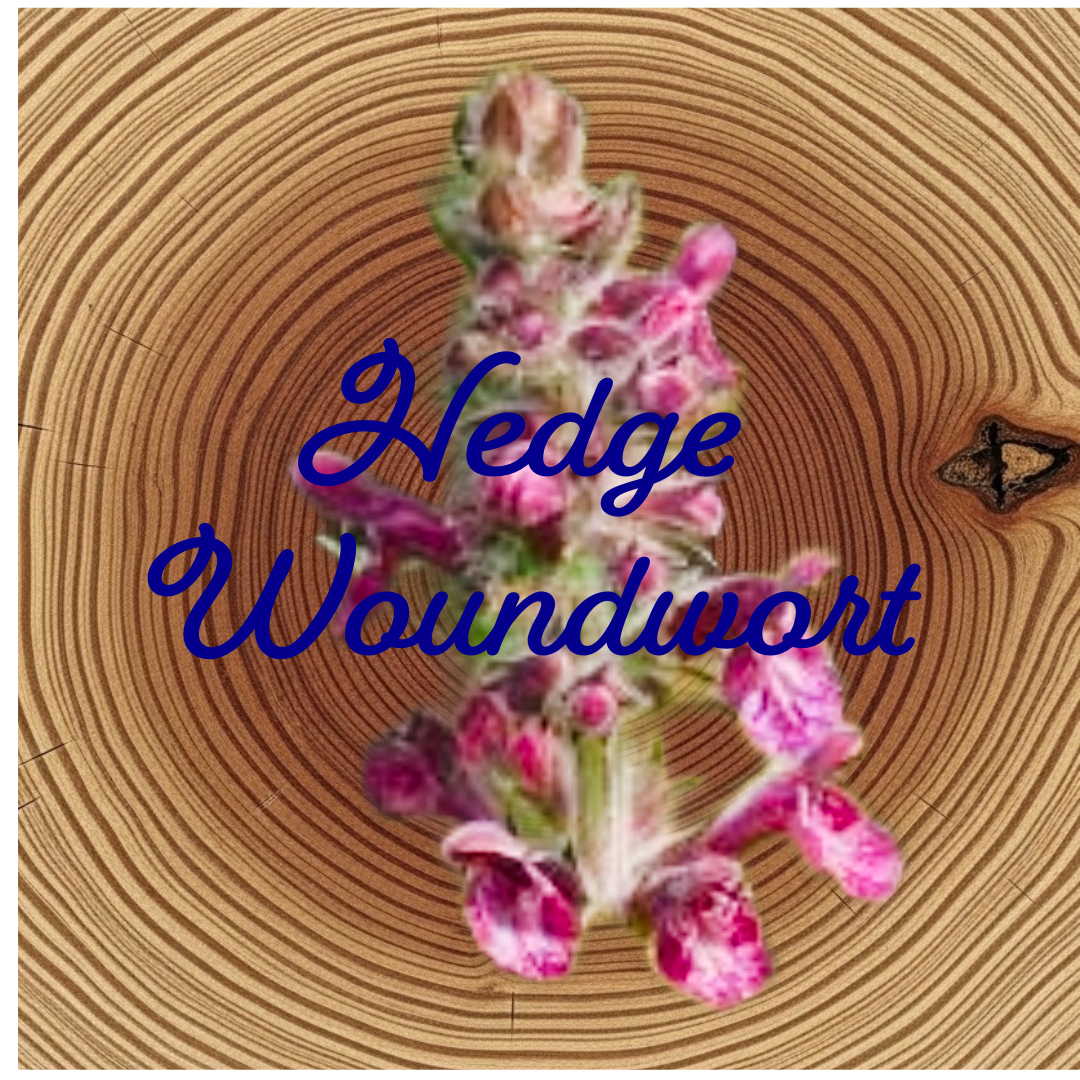 Flower Essence | Hedge Woundwort
