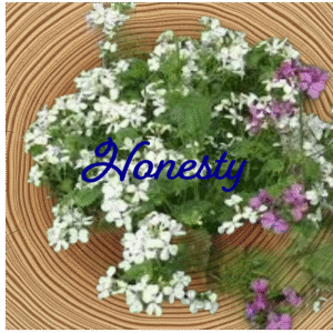 Flower Essence | Honesty