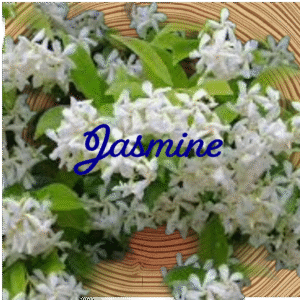 Flower Essence | Jasmine