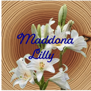 Flower Essence | Madonna Lily