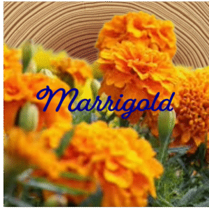 Flower Essence | Marigold