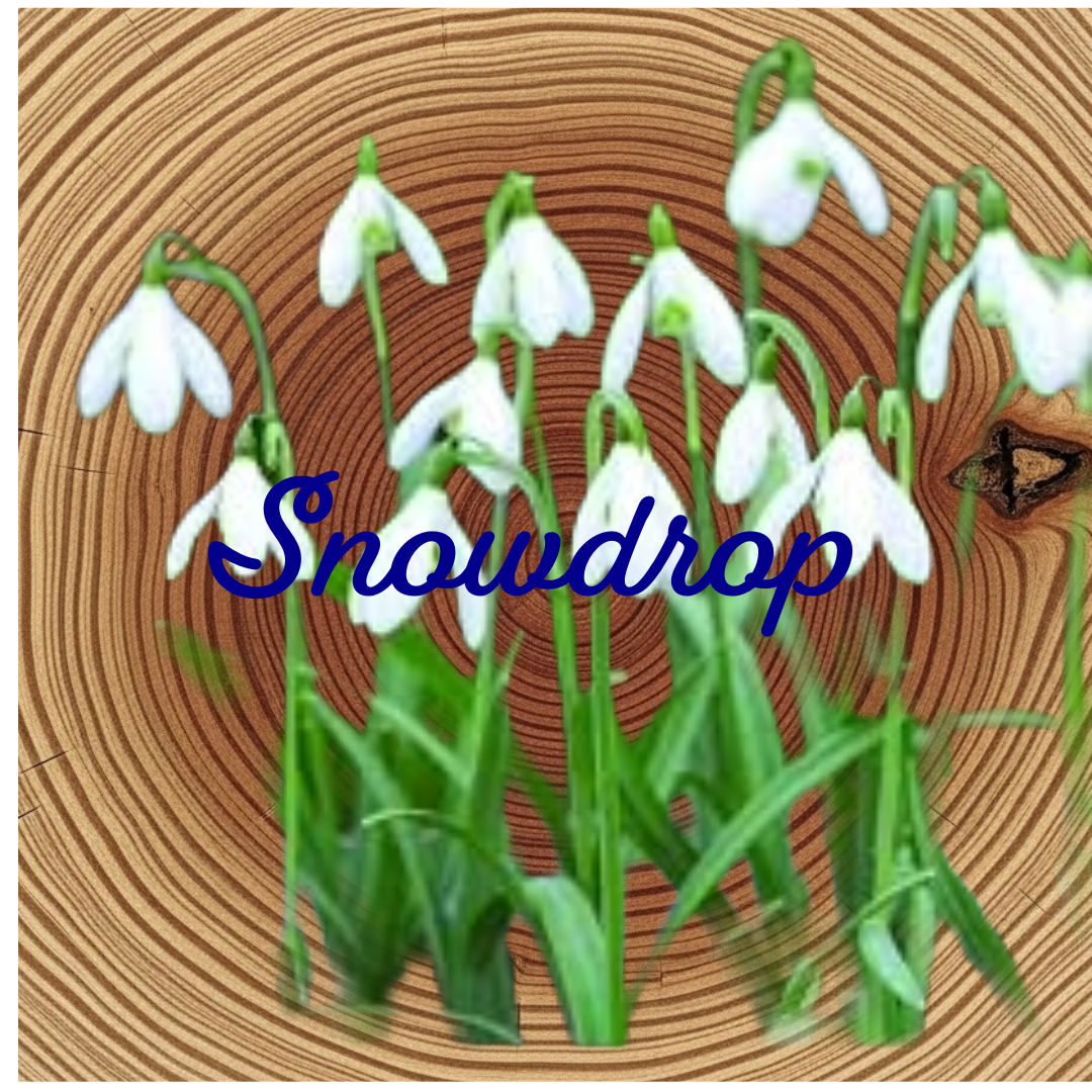 Flower Essence | Snowdrop