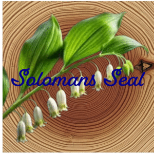 Flower Essence | Solomon’s Seal