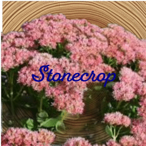 Flower Essence | Stonecrop