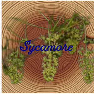 Flower Essence | Sycamore