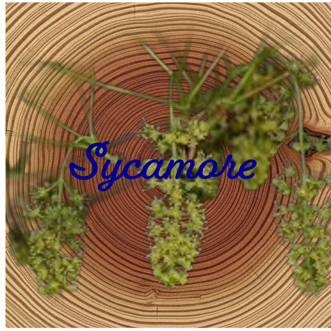 Flower Essence | Sycamore