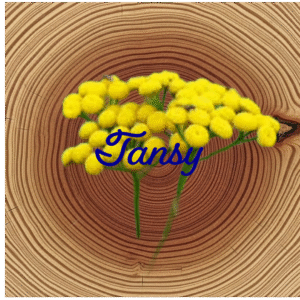 Flower Essence | Tansy