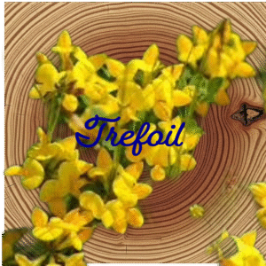 Flower Essence | Trefoil