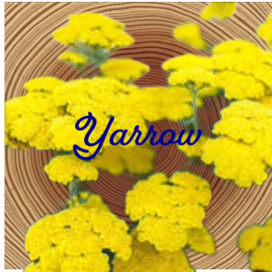 Flower Essence | Yarrow