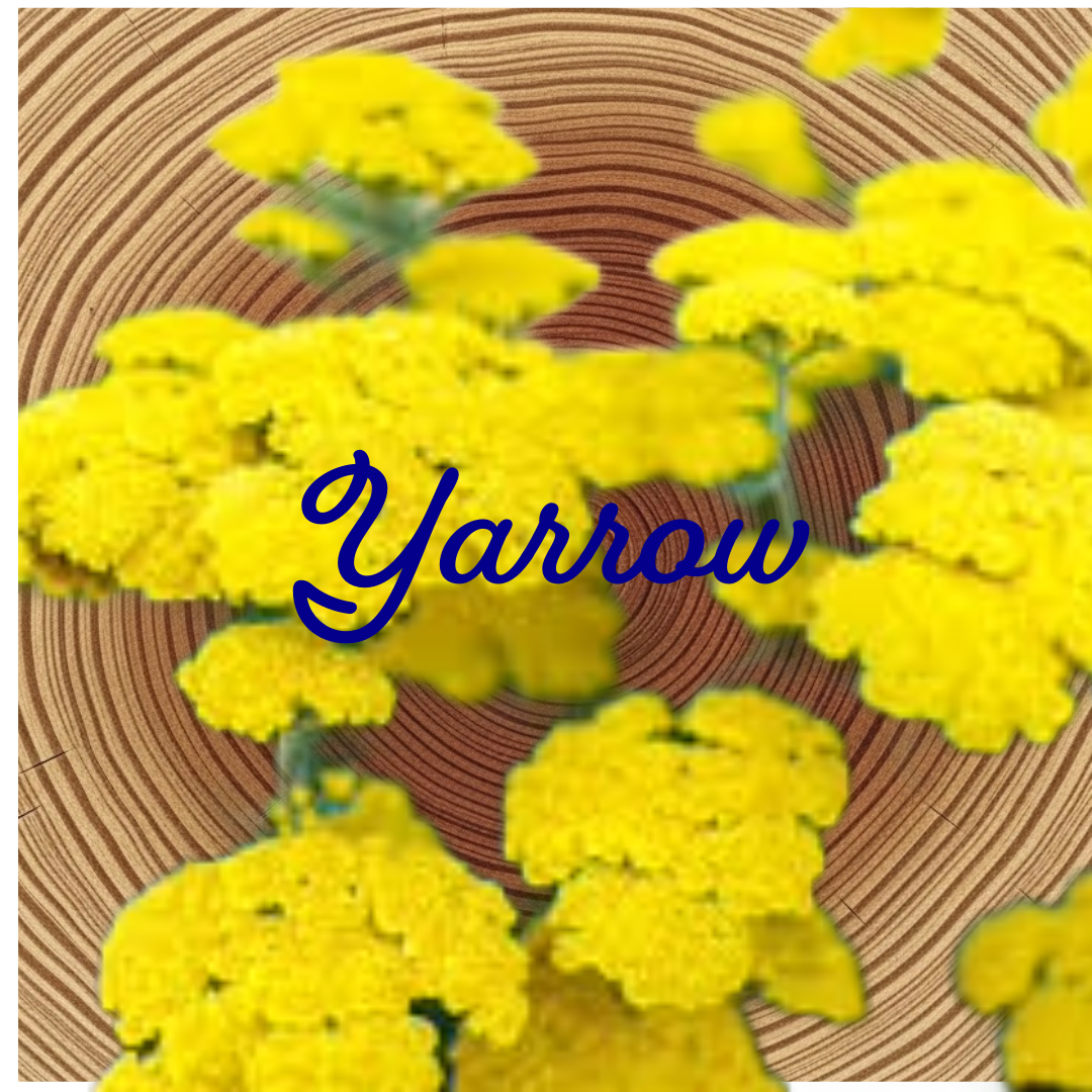 Flower Essence | Yarrow