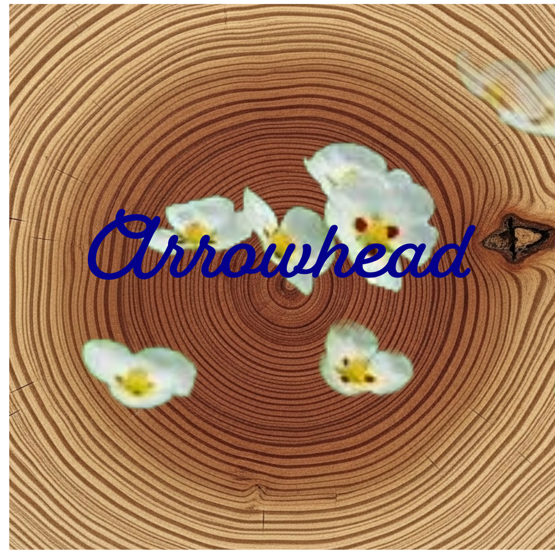 Flower Essence | Arrowhead