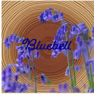 Flower Essence | Bluebell