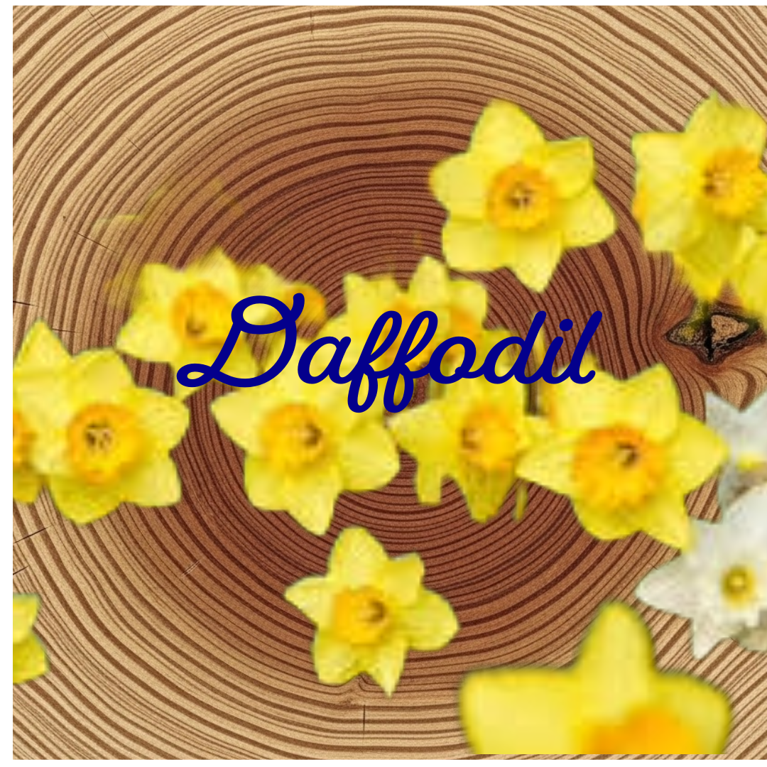 Flower Essence | Daffodil
