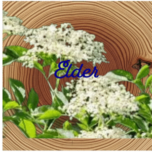 Flower Essence | Elder
