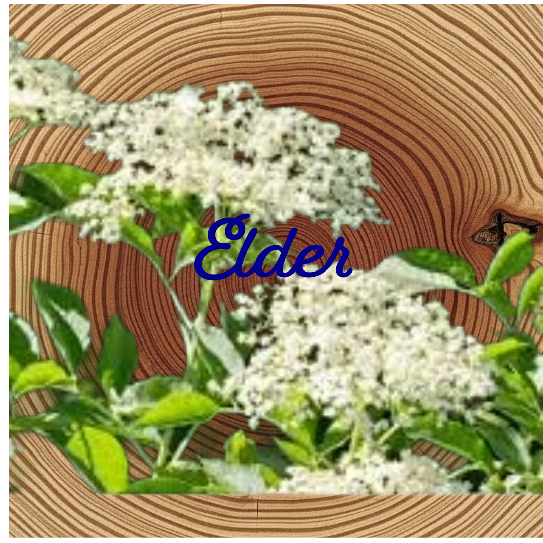 Flower Essence | Elder
