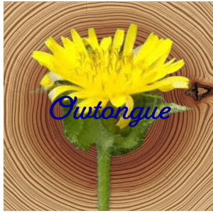 Flower Essence | Oxtongue