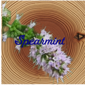 Flower Essence | Spearmint