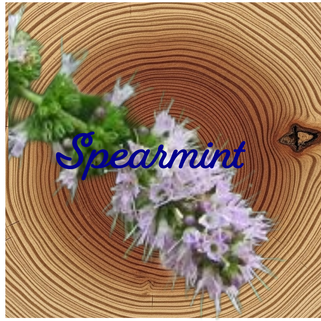 Flower Essence | Spearmint