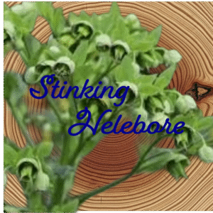 Flower Essence | Stinking Hellebore
