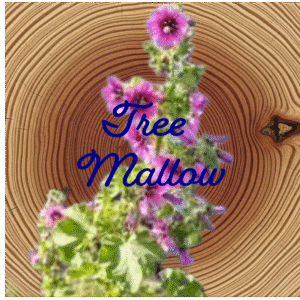 Flower Essence | Tree Mallow