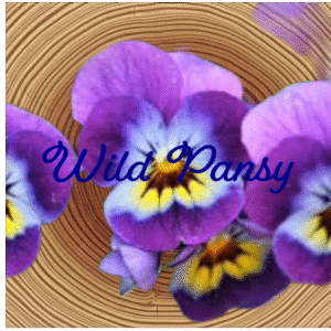 Flower Essence | Wild Pansy
