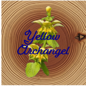 Flower Essence | Yellow Archangel