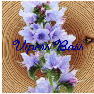 Flower Essence | Viper’s Bugloss