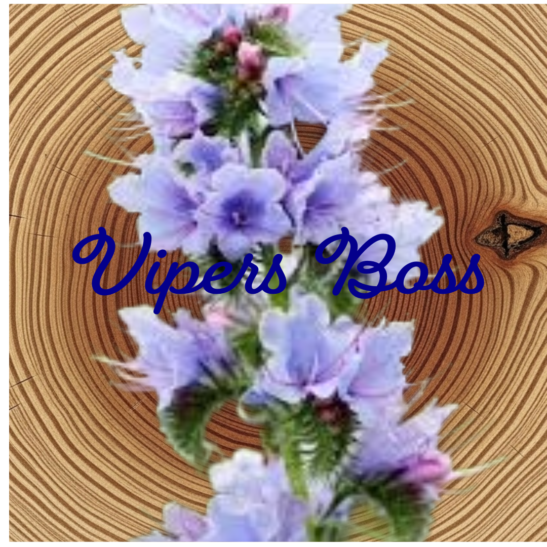 Flower Essence | Viper’s Bugloss