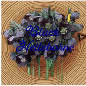 Flower Essence | Black Hellebore