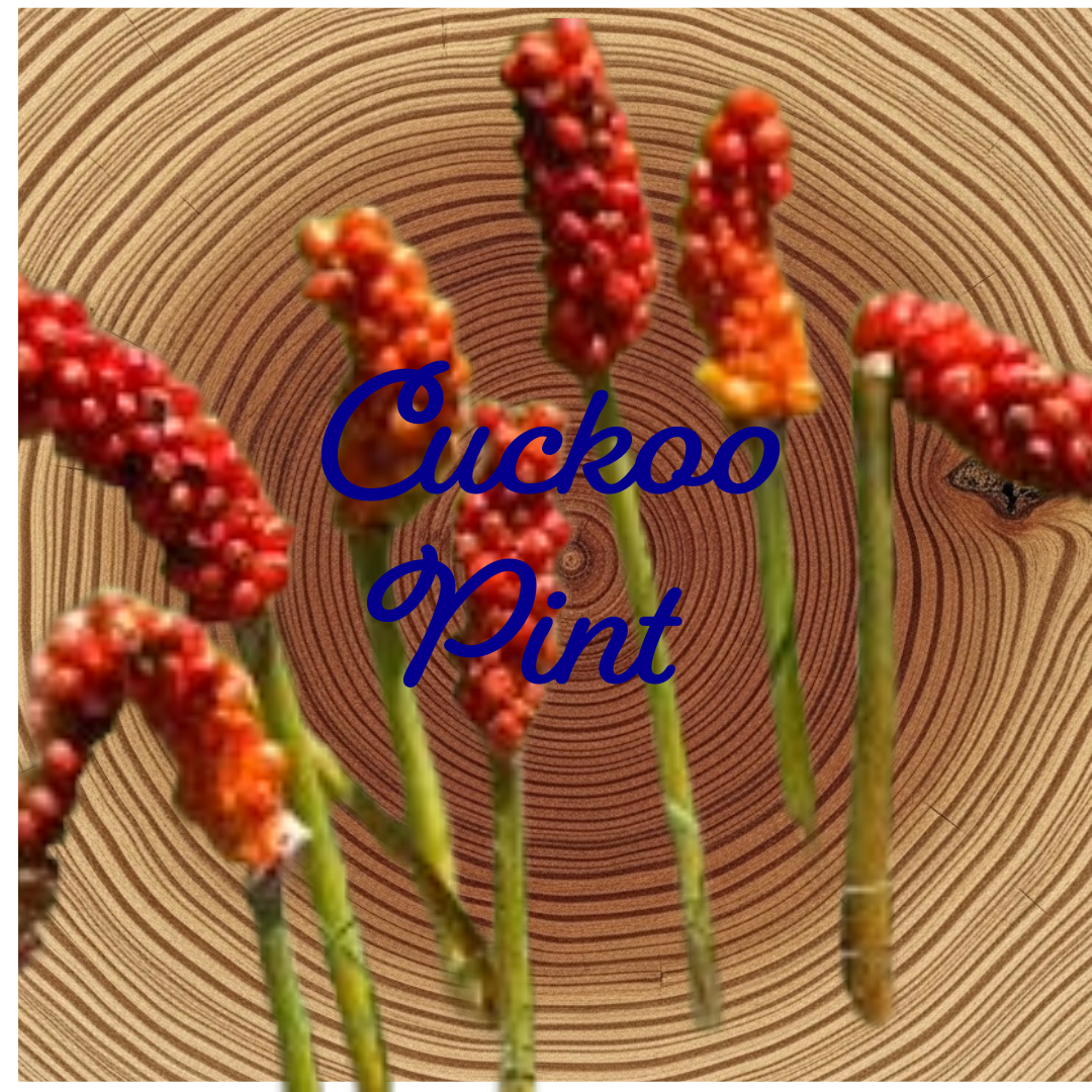 Flower Essence | Cuckoo Pint