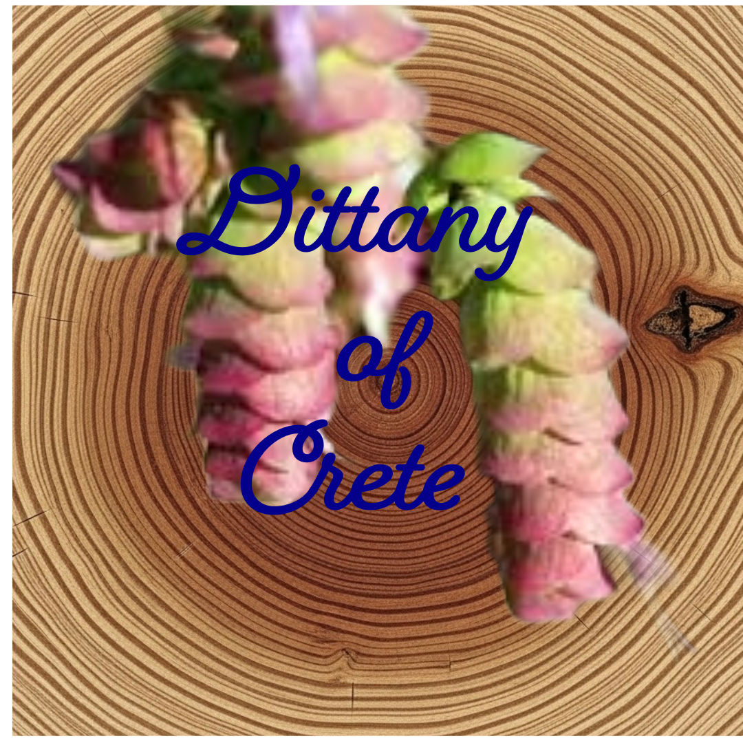 Flower Essence | Dittany of Crete
