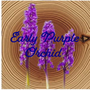 Flower Essence | Early Purple Orchid