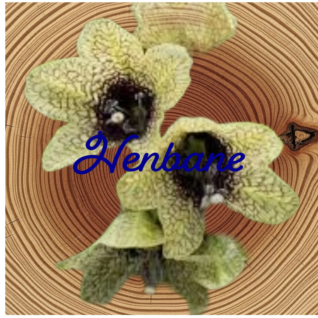 Flower Essence | Henbane