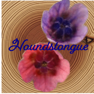 Flower Essence | Hound’s Tongue