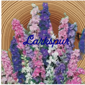 Flower Essence | Larkspur