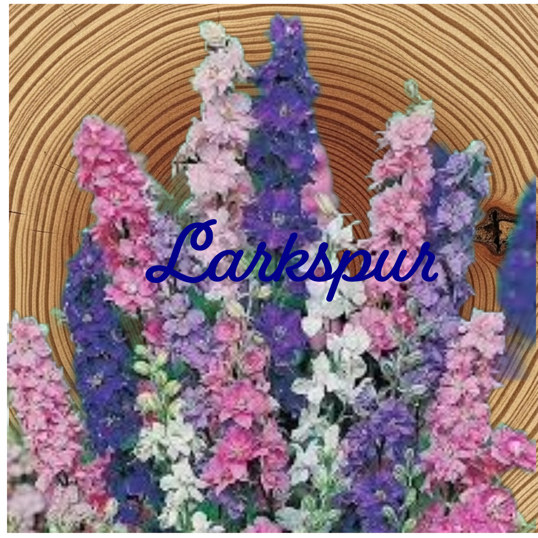 Flower Essence | Larkspur