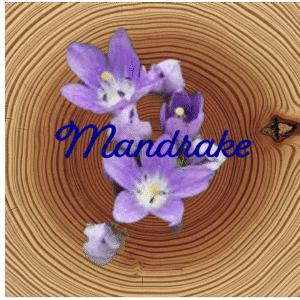 Flower Essence | Mandrake