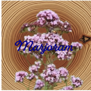 Flower Essence | Marjoram